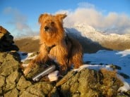 The Soul Of A Mountaineer - He Has That 1000 Yard Stare In His Eyes - Snowdon from Yr Aran in background