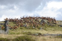 Stag Party on Duchray Hill