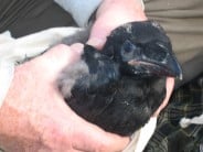 Ringing a Raven chick