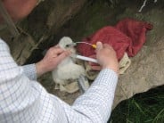 Taking a DNA swab from a Peregrine chick