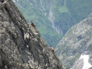Chamois in the Aiguilles Rouges du Triolet.  Appropriately, at the time we were on a climb called les Chamois Volants!