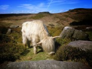 Hairy Cow at Burbage South