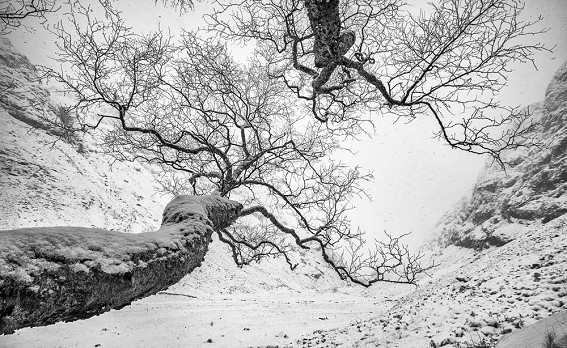 Lost Valley Tree  © Garry Robertson