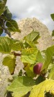 Figs ripening at Livadaki sector, Volax