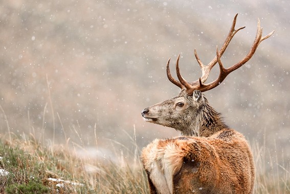 Red deer stag in snow. Wide aperture (small f value) to isolate your subject against an out-of-focus background  © James Roddie