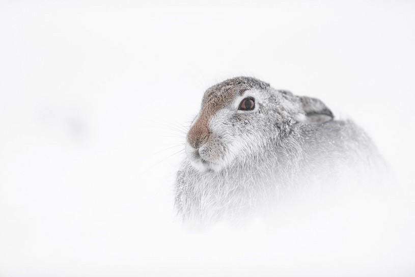 Mountain hare. Getting this close requires a very slow approach, often at a crawl. Be patient!  © James Roddie