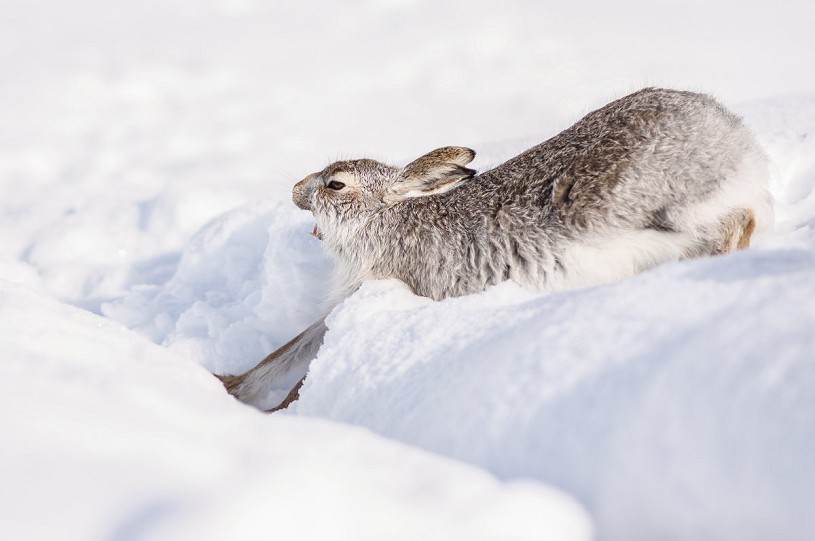 Stretching mountain hare. Capturing interesting behaviour may require patience, but the results can pay off  © James Roddie