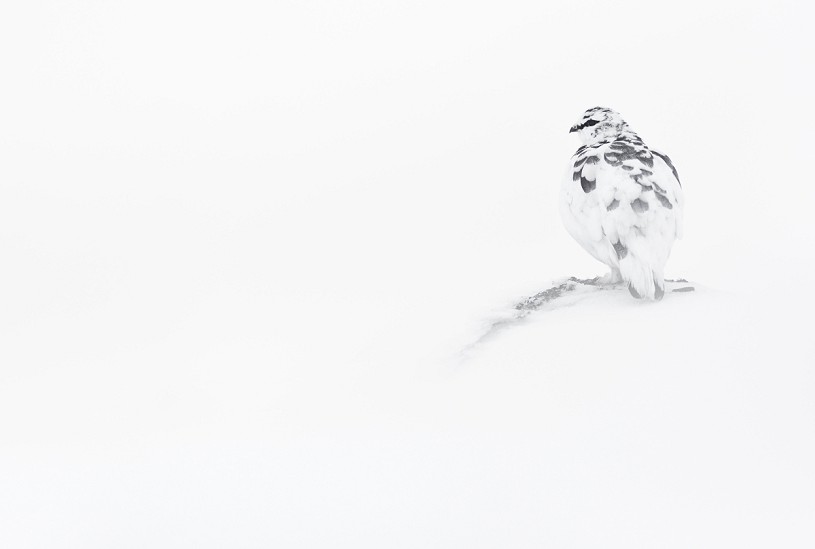Ptarmigan in a white-out. Including some space around your wildlife subject can be more effective than filling the frame  © James Roddie
