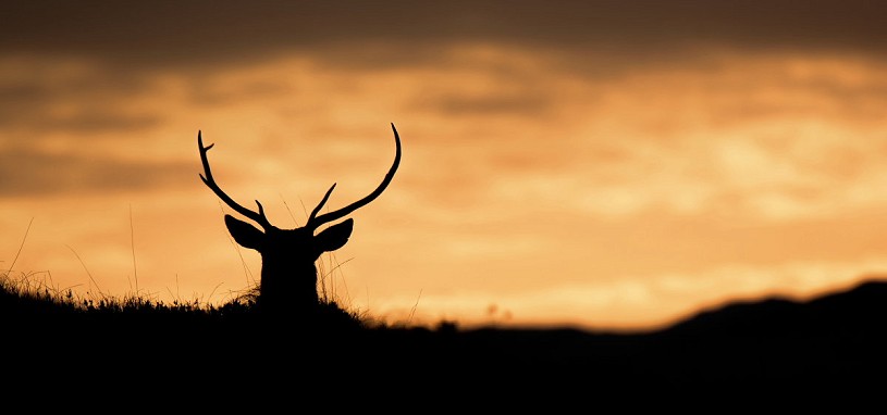 A red deer stag at sunrise. The light is often at its most dramatic early and late in the day  © James Roddie