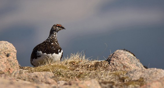 A ptarmigan in spring plumage. It's good to aim for un-cluttered backgrounds in your images  © James Roddie