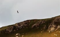 Sea Eagle behind the cliffs at Rubha an Duine