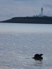 Otter in front of Pladda Island off Arran