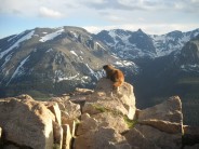 Marmot admiring the view, Rocky Mountain National Park, Colorado. The pinnacle peak in the background is Hayden Spire.