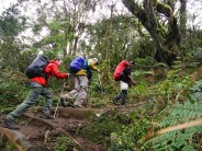 Kilimanjaro trekking through mountain forest