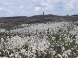 Bog cotton on Great Ayton Moor