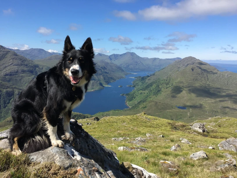 Portrait photo of Ralph a six-year-old Border Collie, with a backdrop of Scottish mountains