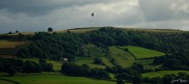 Red Kite over the Black Mountains