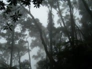 Inside Kinabalu jungle