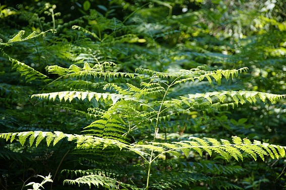 Bracken - individually pretty, but it does tend to take over  © Beauty of Nature - Pixabay