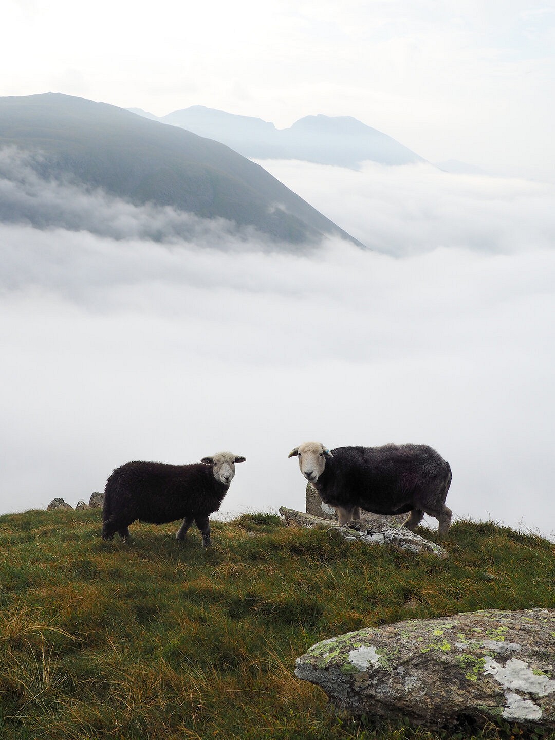 Sheep overlooking the sea of clouds in Wasdale  © Pterodactyl