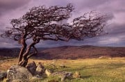 Lone Tree, Combestone Tor, Dartmoor<br>© Kevin Trickey
